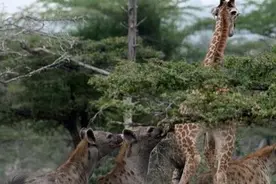 小长颈鹿不幸落单被鬣狗群活吃，长颈鹿脖子都快断了还活着！图片