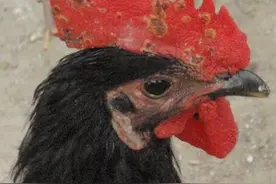 鸡痘的四种类型及防治措施图片