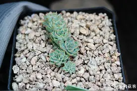 每天一组多肉植物美图 海滨格瑞欣赏图片