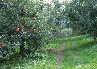 苹果园管理技术