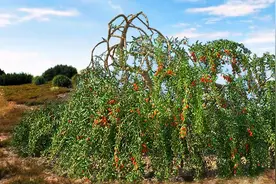 枸杞子的生态习性及栽培技术图片