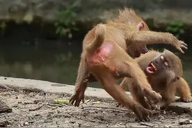 一言不合就撅屁股，玩着玩着就打架，这两只猴子让人哭笑不得图片