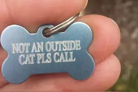 好奇猫咪项圈上的内容，没想到居然找到了猫咪的家图片