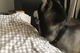 心急出门的二哈给赖床主人咬一口脚，事后迷之表情满满都是戏图片