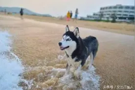 一只自以为是眼神杀手的哈士奇，快被蠢哭了图片