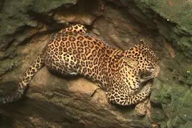 花豹追逐小狗不慎一起摔进井里，太丢人了，豹子表示不想理你们！图片