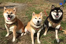 柴犬超欢乐的期待主人要喂它吃毛豆，发现被骗那秒立刻变脸图片