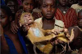 向往自由的非洲人，无所不吃田鼠，猴子将是他们的主食图片