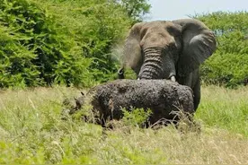 大象遇上犀牛本来和和睦睦，谁知道分开以后大象动作却很搞笑！图片