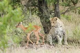 羚羊遇见猎豹不躲反而倒贴，猎豹看上了羚羊的美色，害羞的不行图片