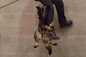 最蠢萌警犬走红网络，是警犬中的大哥，无所畏惧勇往直前图片