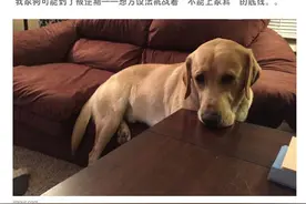 看完这些，你就知道狗语翻译器是大趋势！图片