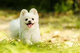 怀孕期间适合养狗狗或宠物吗？图片