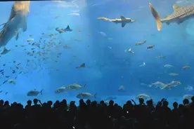 日本冲绳超大的水族馆 鲸鱼鲨鱼喂食秀