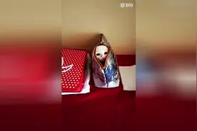 小猫躲在化妆盒里和主人玩躲猫猫，竟然这么拼，简直萌爆了！图片