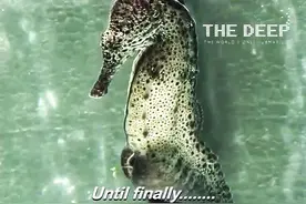 实拍：海马爸爸产子全过程，无数小海马喷涌而出，太震惊了！图片