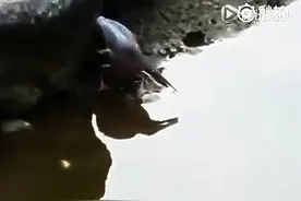 这鸟成精了，都会钓鱼了。图片