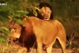 流浪雄狮猎杀狮群首领，同群的生存法则就是狮吃狮图片