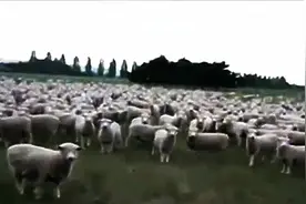 这是一群什么羊啊？主人喊话，羊咩咩咩的回应，都不吃草，认真听图片