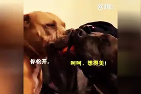 这两只狗平时关系很好，但每次抢玩具的时候，它们就变成这样了！图片