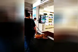狗狗夏天跟主人溜圈发现店内有空调后，围观的妹子乐翻了，太萌了图片