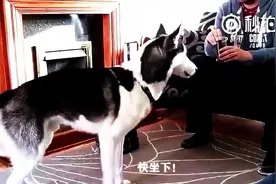 一条听主人口令时开小差的二哈，简直萌翻了，看完太开心了图片