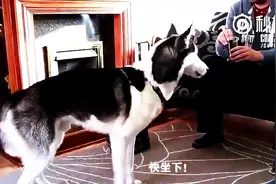一条听主人口令时开小差的二哈，简直萌翻了，看完太开心了图片