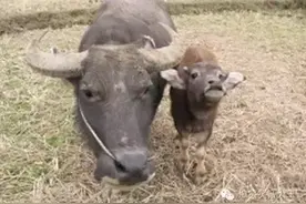 我现在最大的理想就是回家放牛图片