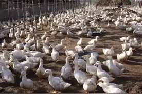 听过人会瘫痪，鸭子居然也会瘫痪！图片