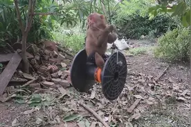 猴子喜欢摇摆和吃柠檬好幽默