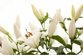 9种常见对鸟儿有毒的家养植物图片