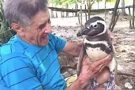 小企鹅告诉我们：生命如此简单，也如此美丽！图片