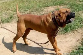 农村四霸：你遇到过几个图片