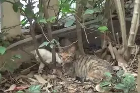 流浪猫妈不肯让人接近小猫，却突然叼来2只小猫求收养，原因成谜图片