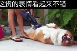 今日精选三：二哈这表情看起来不错图片