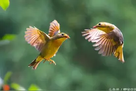 红嘴相思鸟，何时比翼双飞？ 飞遍天涯共和鸣图片