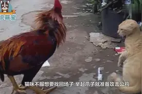 猫咪挑衅大公鸡，瞬间被气疯了，公鸡：我不发威你当我是只病鸡呢视频封面