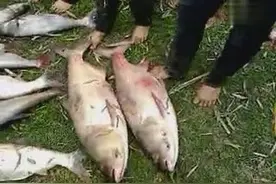 实拍农村整个生产队一起捕鱼，比比谁抓的鱼最大图片