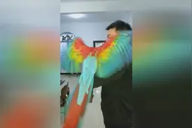 金刚鹦鹉家里练习环飞图片