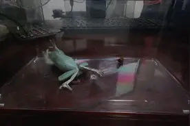 青蛙怒吃蟑螂快如闪电，蟑螂你敢动？动一动小命送视频封面