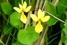 岁月清欢，琴声悠悠，一曲《平湖秋月》醉人心魄图片