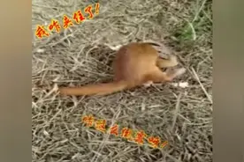 一只黄鼠狼被夹住以后，说了什么！图片