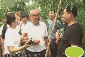 农村种植户曝光：种红油桃好吃又高产的秘密！