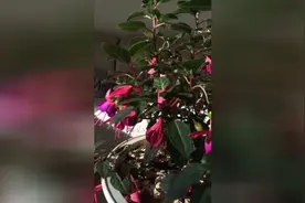 倒挂金钟花快谢时这样修剪，下一波花才能开得快！视频封面