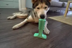 搞笑：有趣的哈士奇第一次尝试穿狗鞋