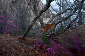 西伯利亚虎女王，母老虎视频封面