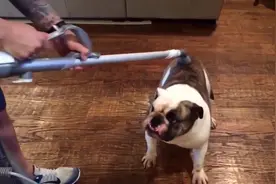 小狗狗被主人连续转了十多圈晕的眼珠直打转视频封面