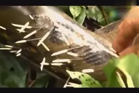 巨蟒活吞豪猪，竟然被豪猪的刺扎穿