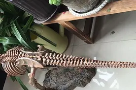 不值得一买的大白象恐龙模型图片