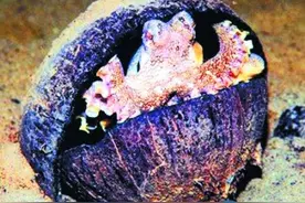 实拍章鱼逃生，从钱币大小的孔图片